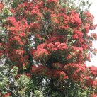 Rata flowers Sept. 2017- Cambridge Tree Trust